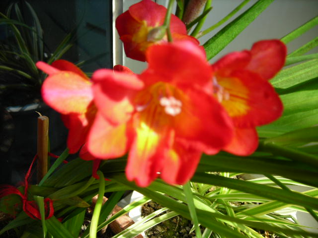 DSCN1358.JPG