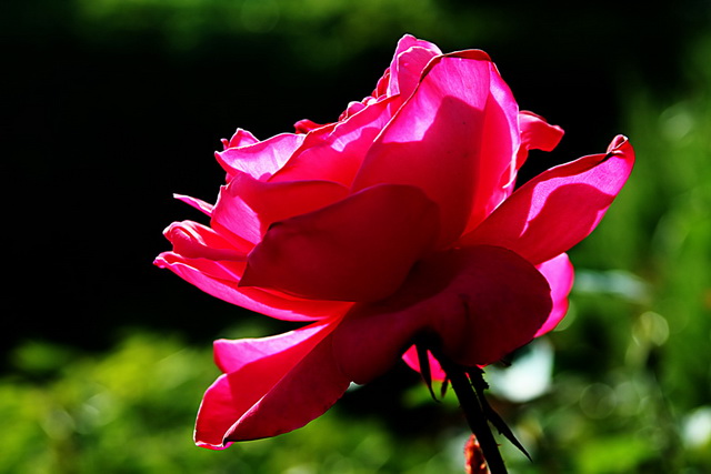 297_216530_4afabd1809f79e5.jpg