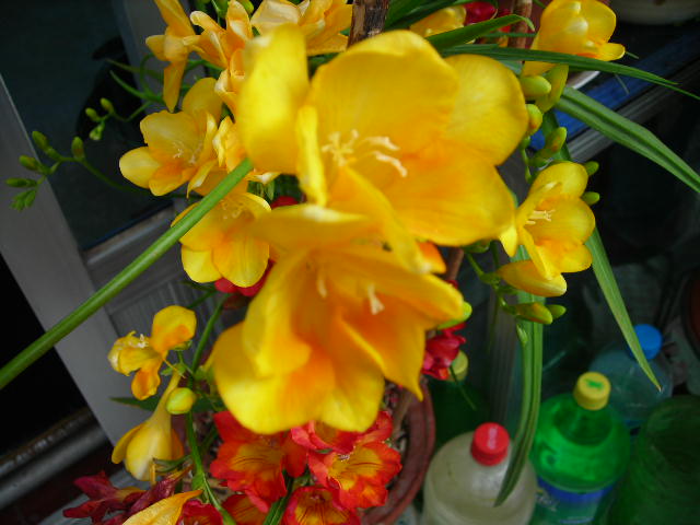 DSCN1352.JPG