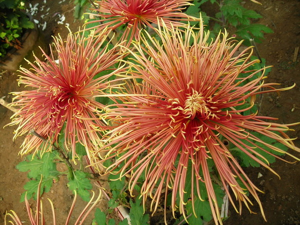 DSCN0654.JPG