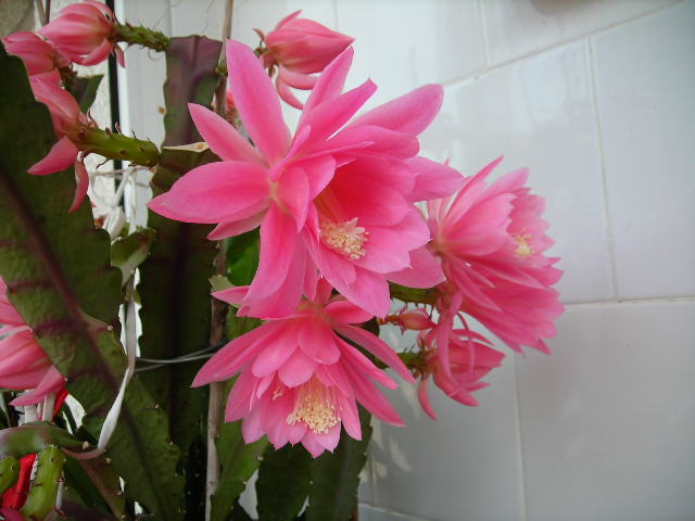 DSCN1436.JPG