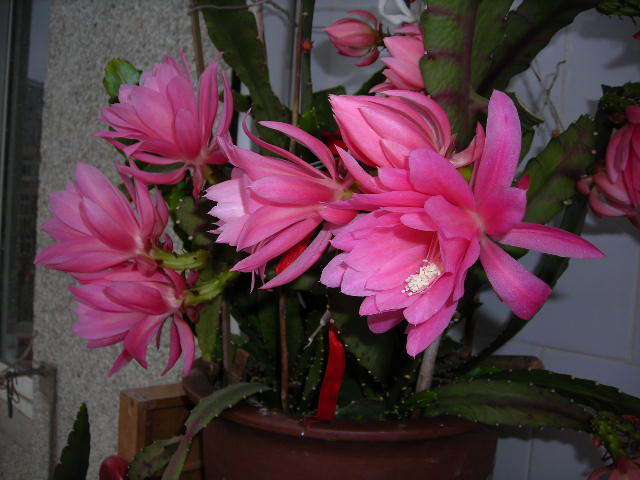 DSCN1435.JPG