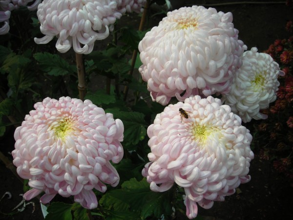 DSCN0645.JPG