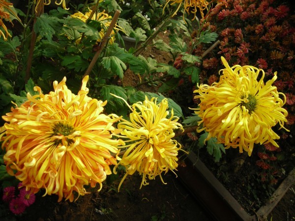 DSCN0646.JPG