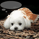 㹷.gif