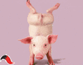 p12.gif