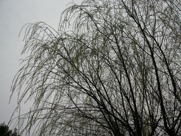 P1000444.JPG
