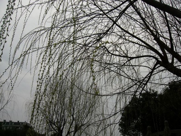 P1000443.JPG