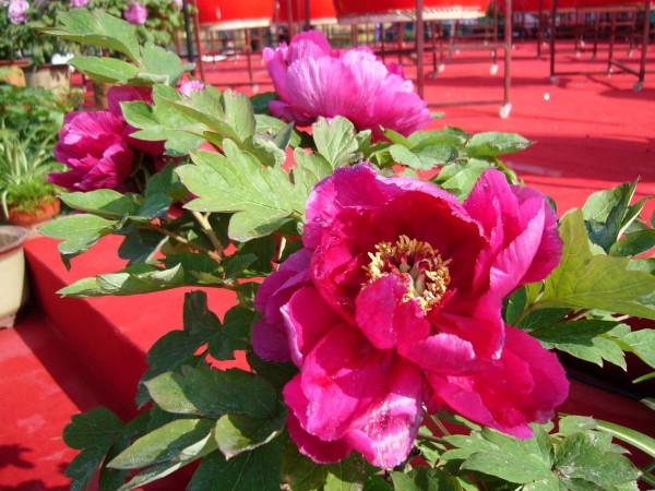 P1000794.JPG