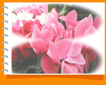 nEO_IMG_newflower629_1280.jpg