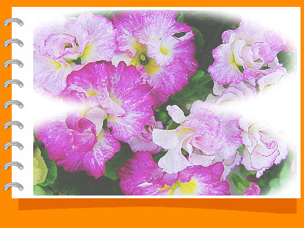 nEO_IMG_flower316.jpg