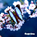 20070520212909.gif
