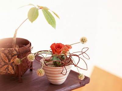 972983_TN_070305homeflower12.jpg