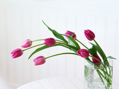 972983_TN_070305homeflower01.jpg