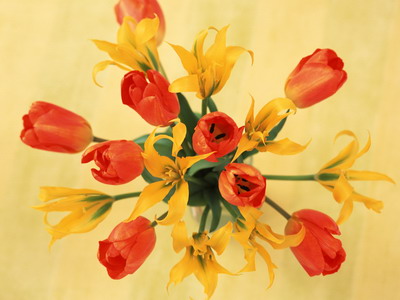 972983_TN_070305homeflower03.jpg