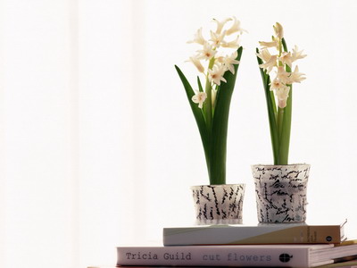 973800_TN_070306homeflower17.jpg