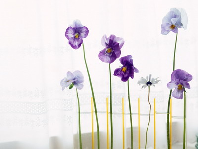 973800_TN_070306homeflower14.jpg