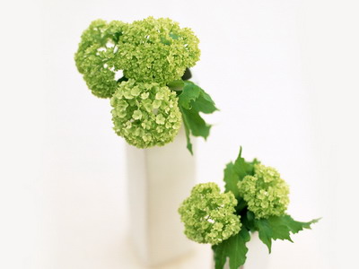 973800_TN_070306homeflower19.jpg