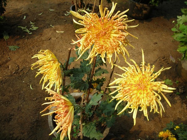 DSCN0659.JPG