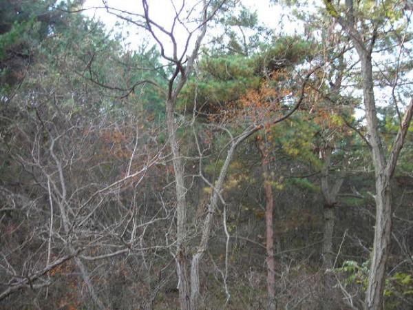 DSCN1241.JPG