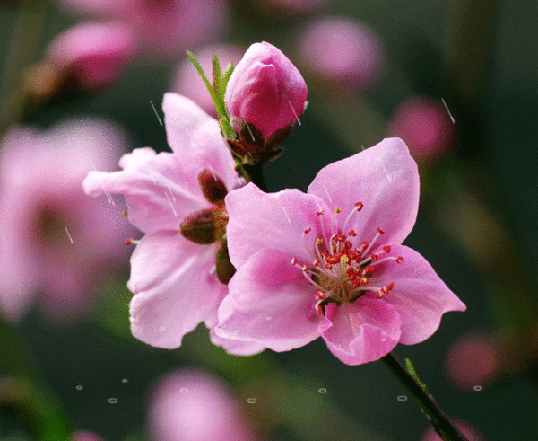日记——门球,鲜花与美女