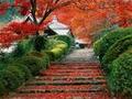 ��ɽ��Ҷ2 baidu.jpg