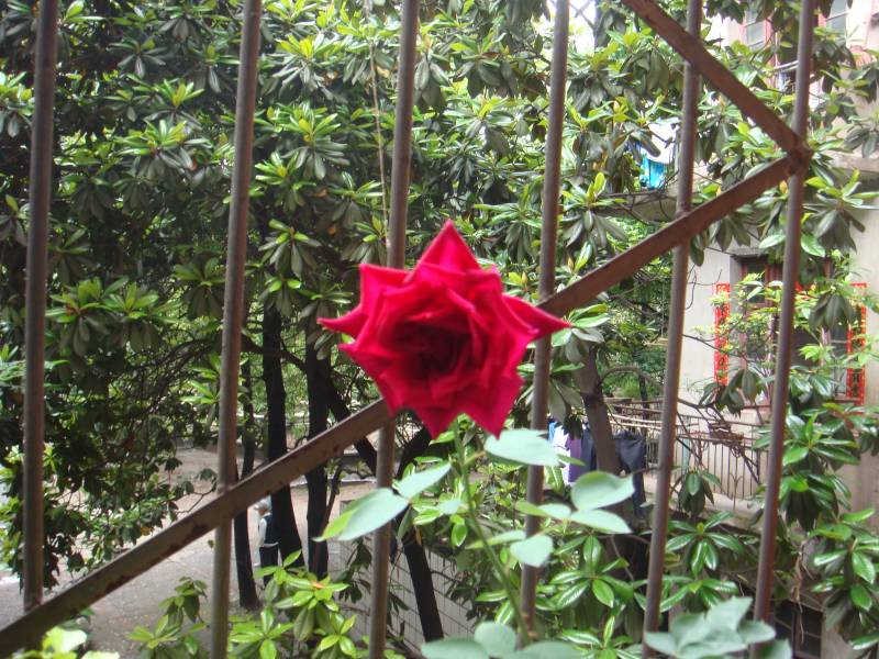 DSC08389.JPG