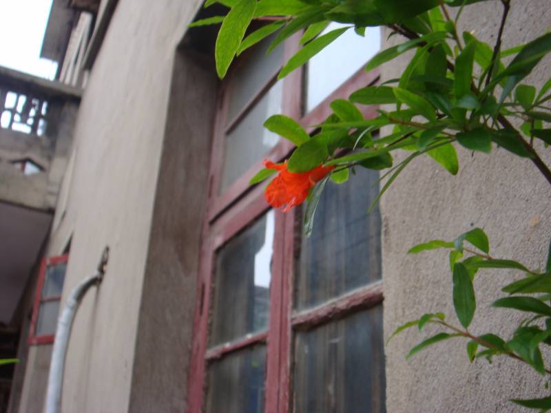DSC08387.JPG