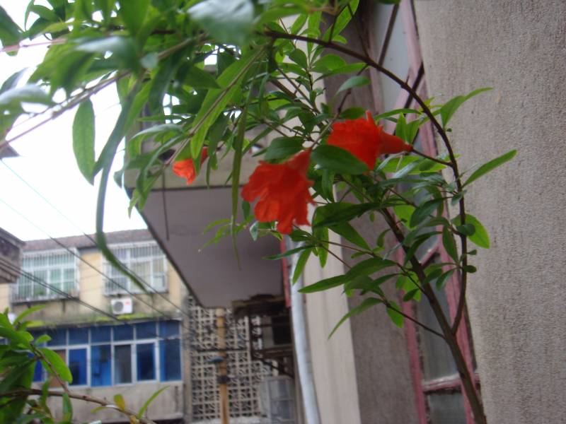 DSC08386.JPG