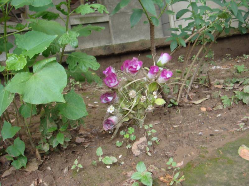 DSC08400.JPG
