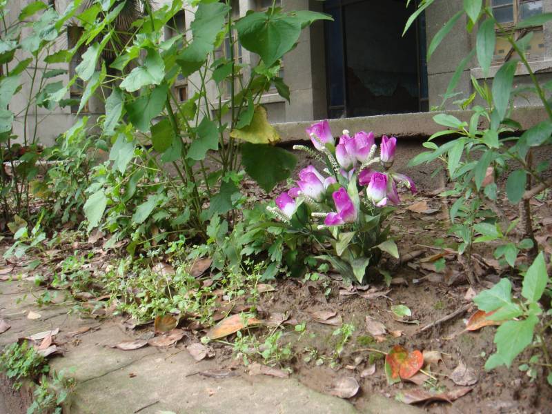 DSC08399.JPG