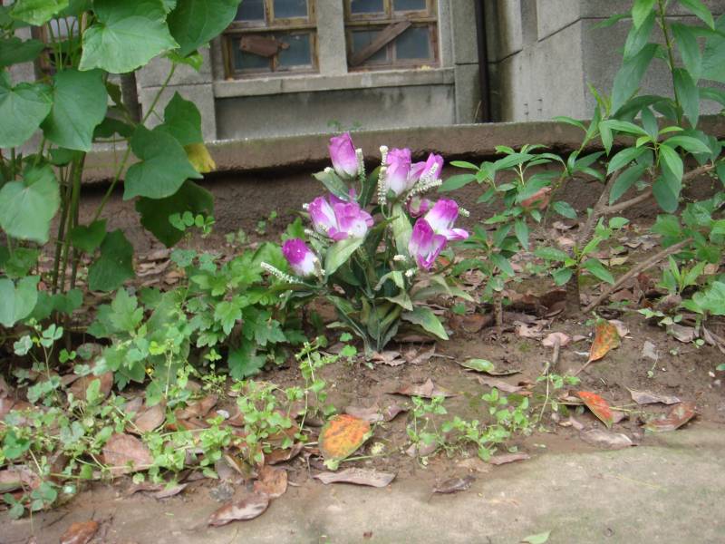 DSC08398.JPG