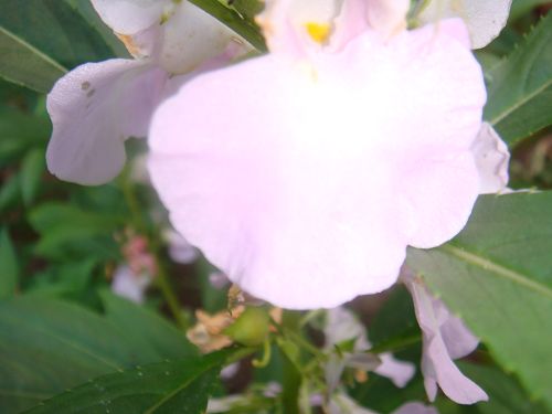 41073.4788250463_DSC08419.JPG