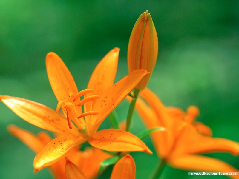 flower_flower_lily_wallpaper_62601_m.jpg