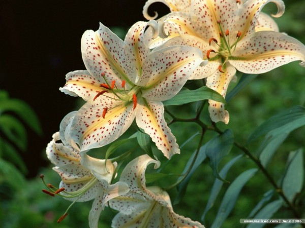 flower_flower_lily_wallpaper_62639_m.jpg