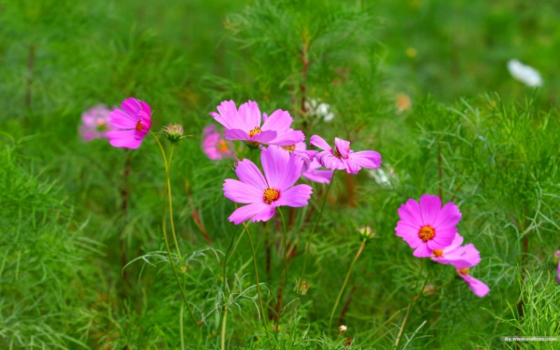 flower_wild_flowers_cosmos_45900_m.jpg
