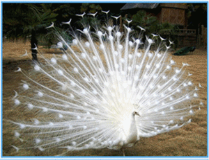 @�׿�ȸ������3 #_����_����_����.gif