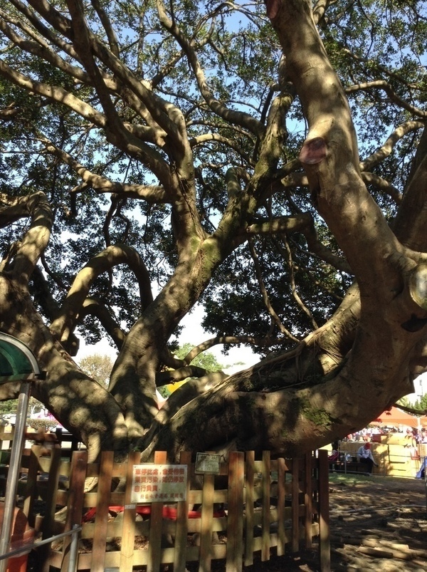 ̨�����ķ羰ͼƬ1 217.jpg