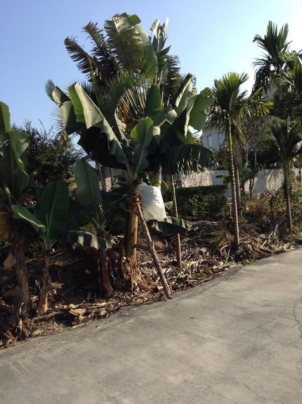 ̨�����ķ羰ͼƬ1 259.jpg