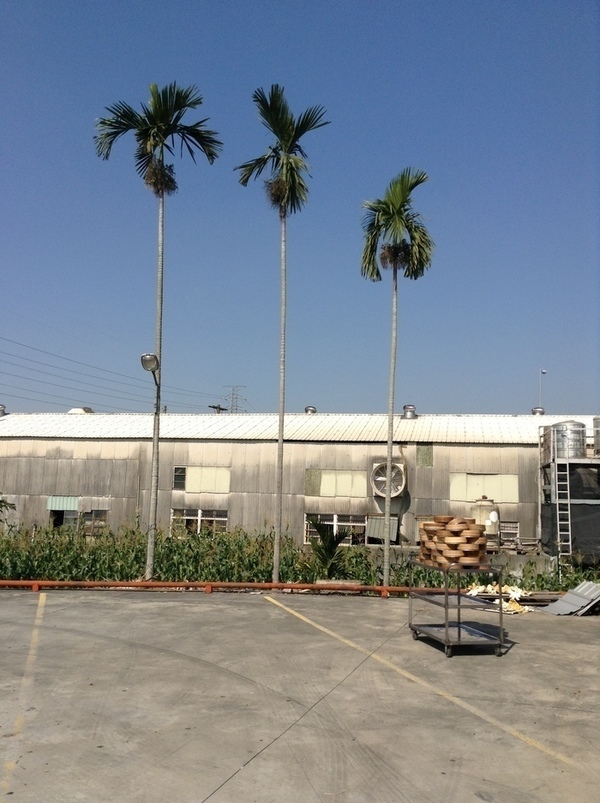 ̨�����ķ羰ͼƬ1 297.jpg