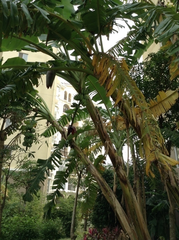 ̨�����ķ羰ͼƬ1 825.jpg