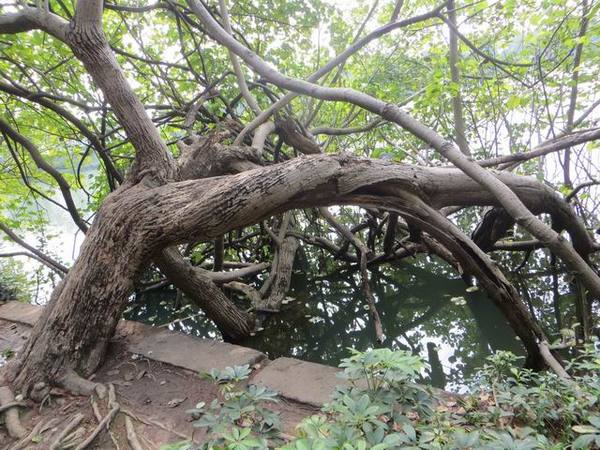 ������С IMG_5650.JPG