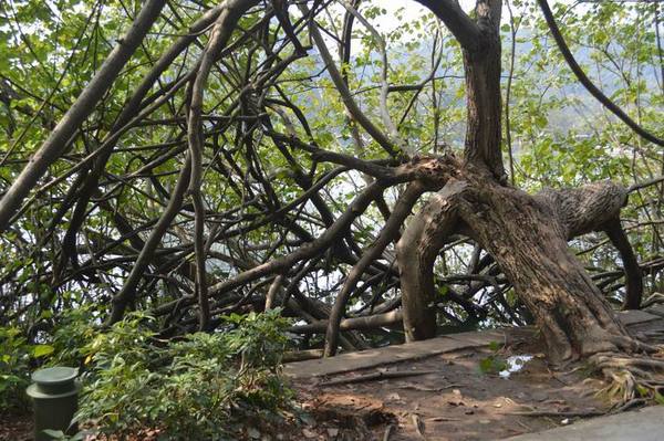 ������С DSC_3180.JPG