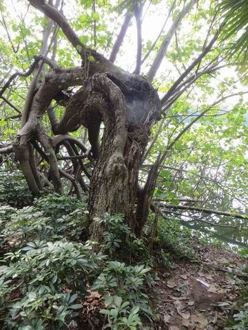 ������С ��ת IMG_5651.JPG