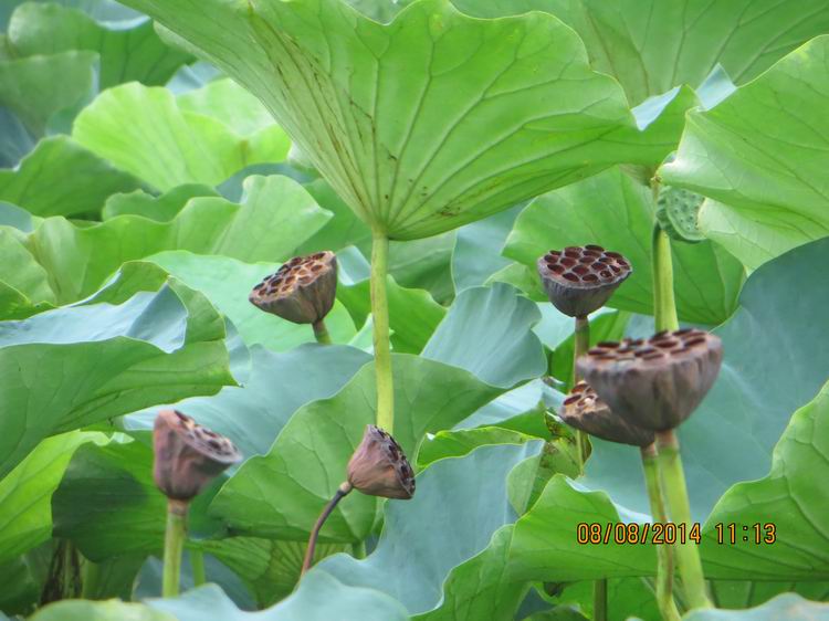 ������С IMG_8407.JPG