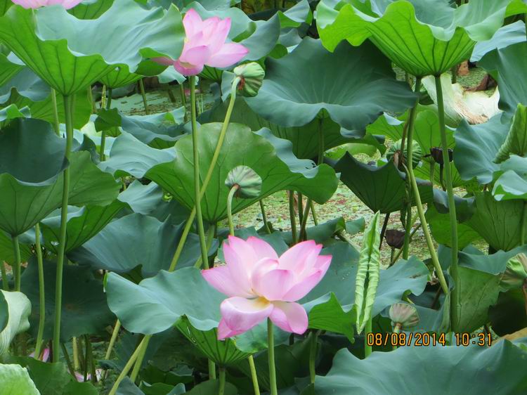 ������С IMG_8373.JPG