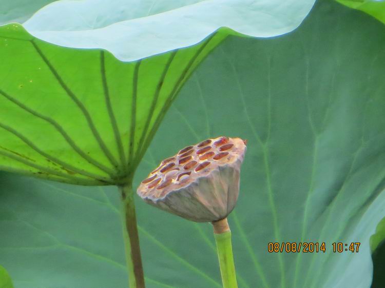 ������С IMG_8398.JPG