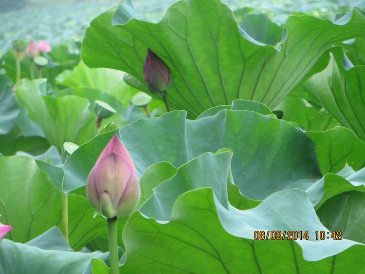 ������С IMG_8392.JPG