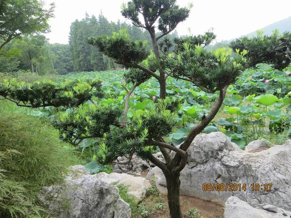 ������С IMG_8384.JPG