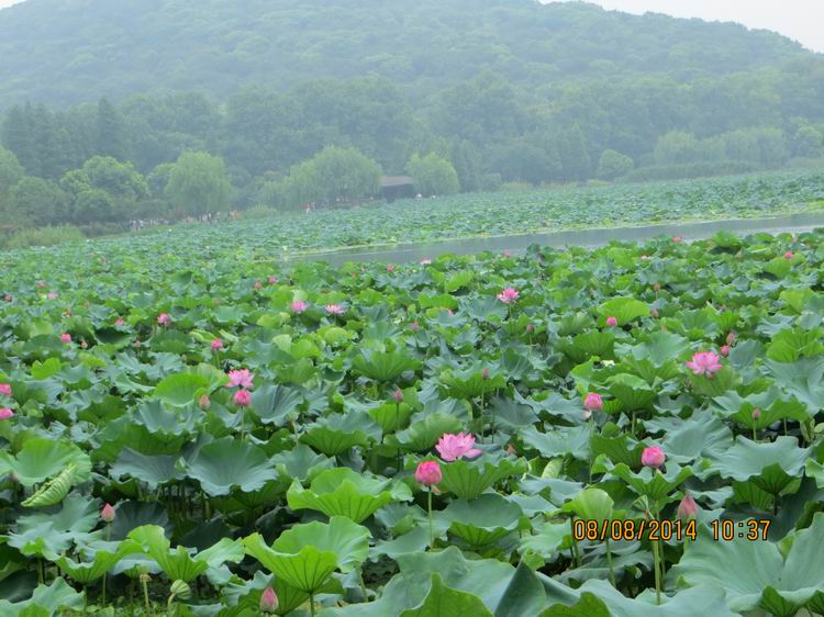 ������С IMG_8385.JPG